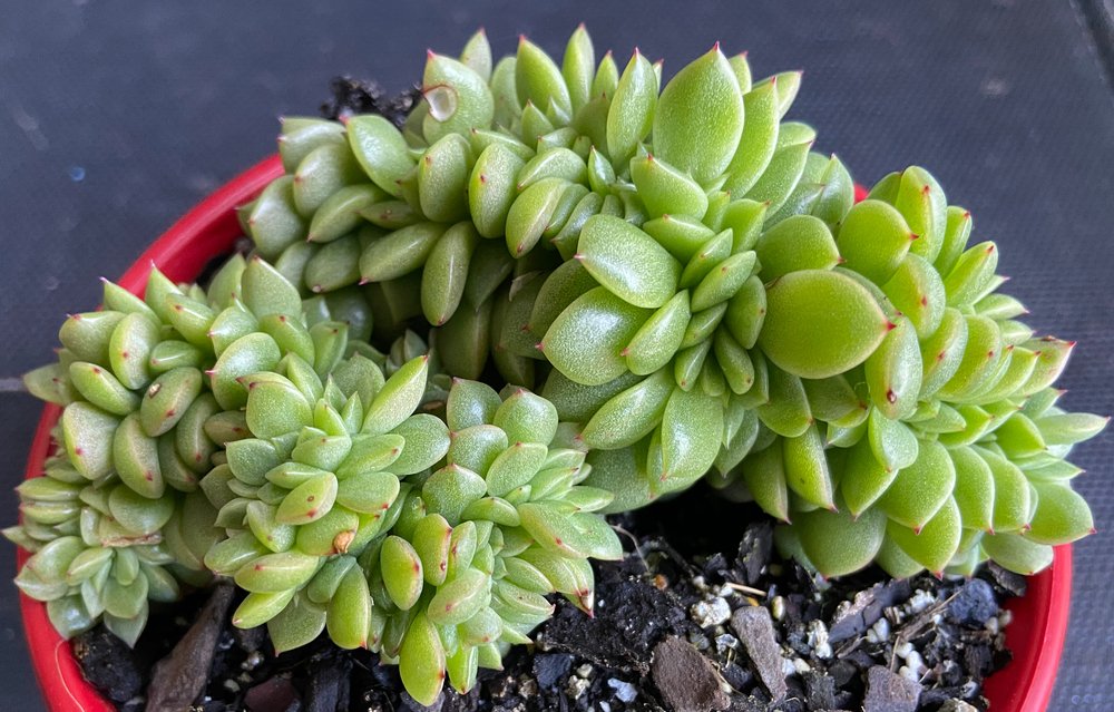 Echeveria Gilva Cristata in a 130mm red pot