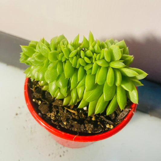 Echeveria 'Gilva' Crested #32 My Store