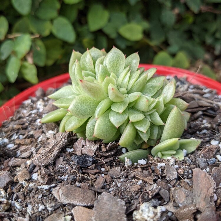 Close-up of Echeveria Gilva Cristata leaves
