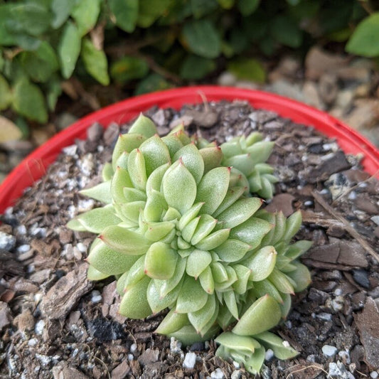 Echeveria Gilva Cristata succulent