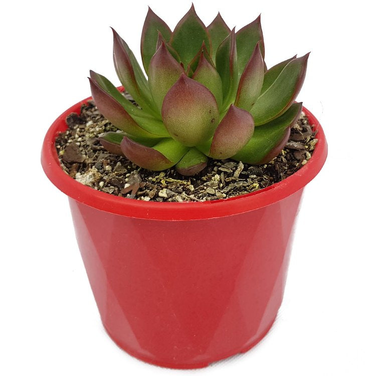  Echeveria succulent with green leaves and red edges in an 80mm pot