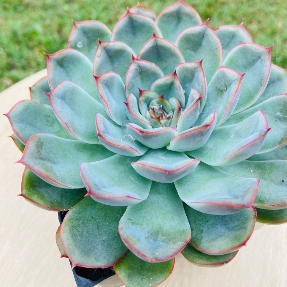 Echeveria Hercules hybrid succulent in a 130mm nursery pot