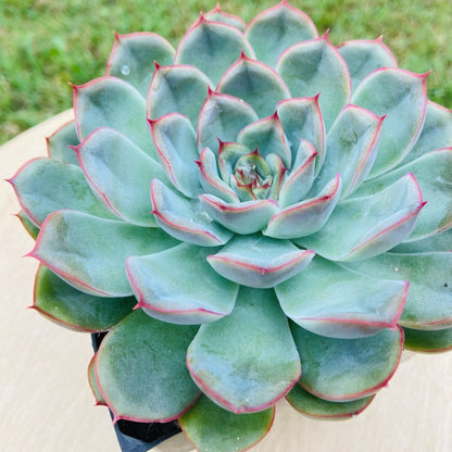 Echeveria Hercules hybrid succulent in a 130mm nursery pot