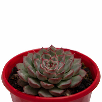Echeveria Hercules succulent for sale in Australia