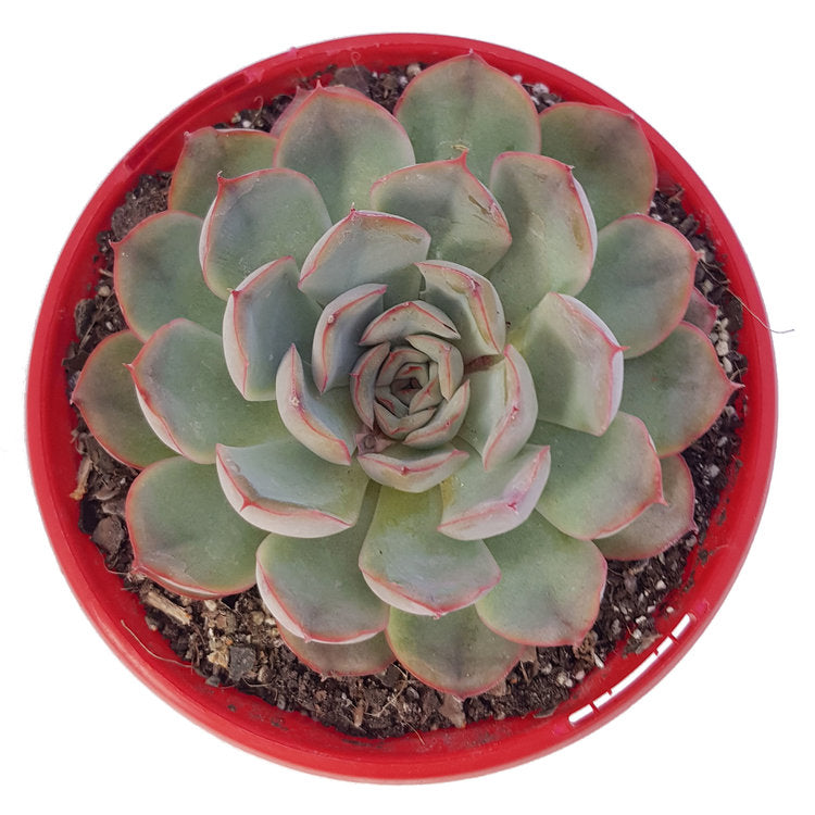 Blue-green rosette of Echeveria Hercules succulent