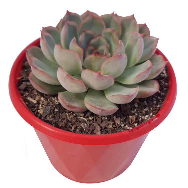 Orange-yellow flowers of Echeveria Hercules succulent