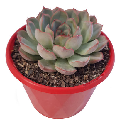 Orange-yellow flowers of Echeveria Hercules succulent