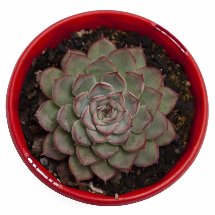 Close-up of the powdery blue-green leaves of Echeveria Hercules