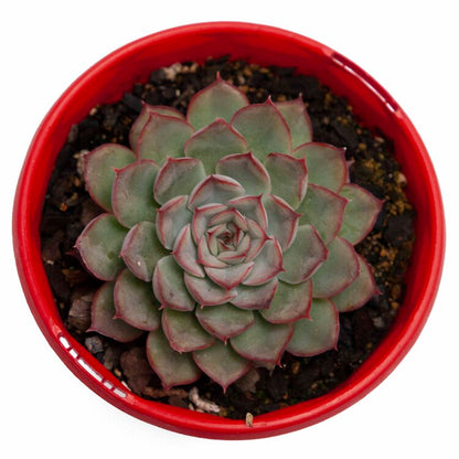Close-up of the powdery blue-green leaves of Echeveria Hercules