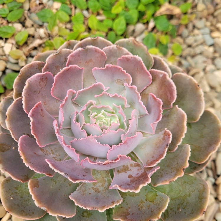 Echeveria shaviana Hime in a 130mm nursery pot