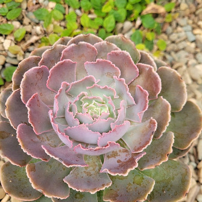 Echeveria shaviana Hime in a 130mm nursery pot