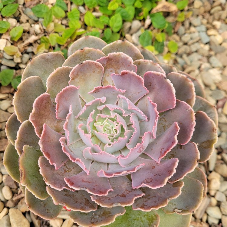 Compact Echeveria shaviana Hime rosette