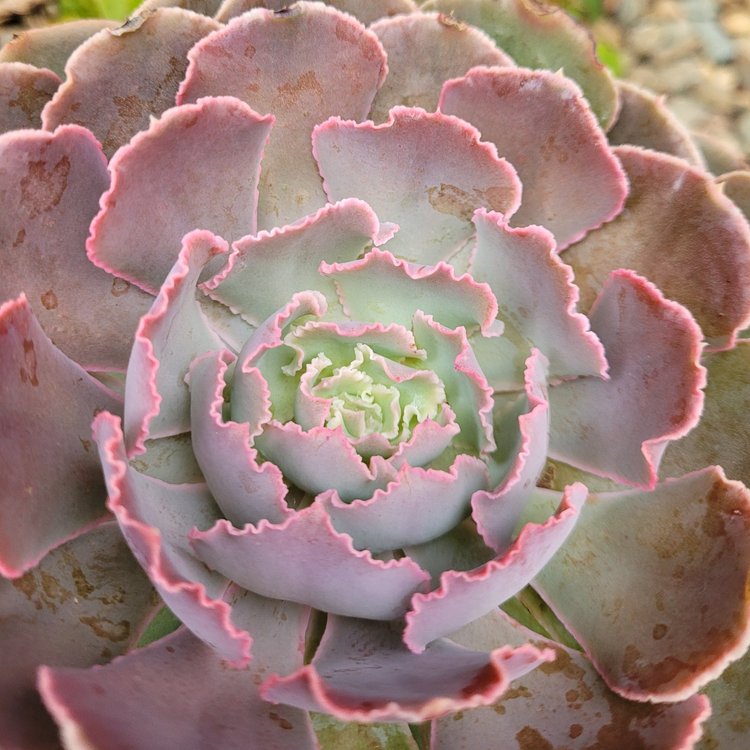 Close-up of ruffled blue-lavender leaves on Echeveria Hime