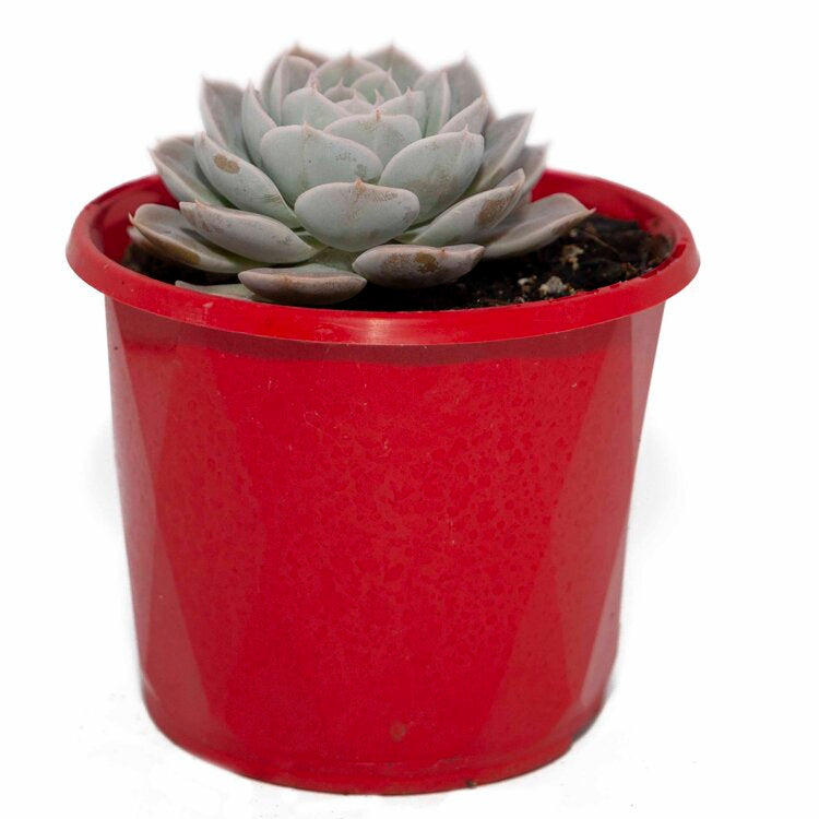 Echeveria Holy Gate in 130mm pot