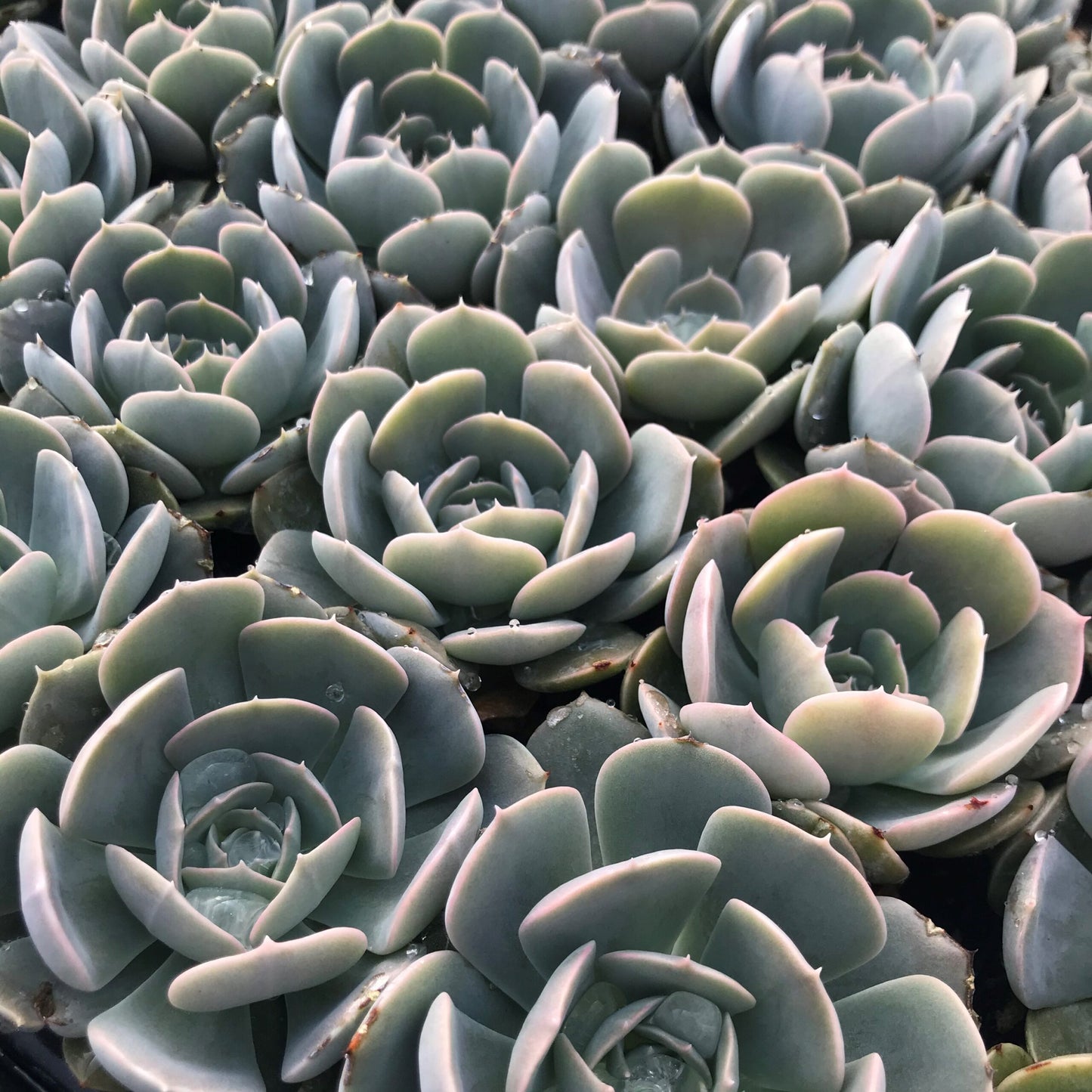 Echeveria Holy Gate pastel succulent
