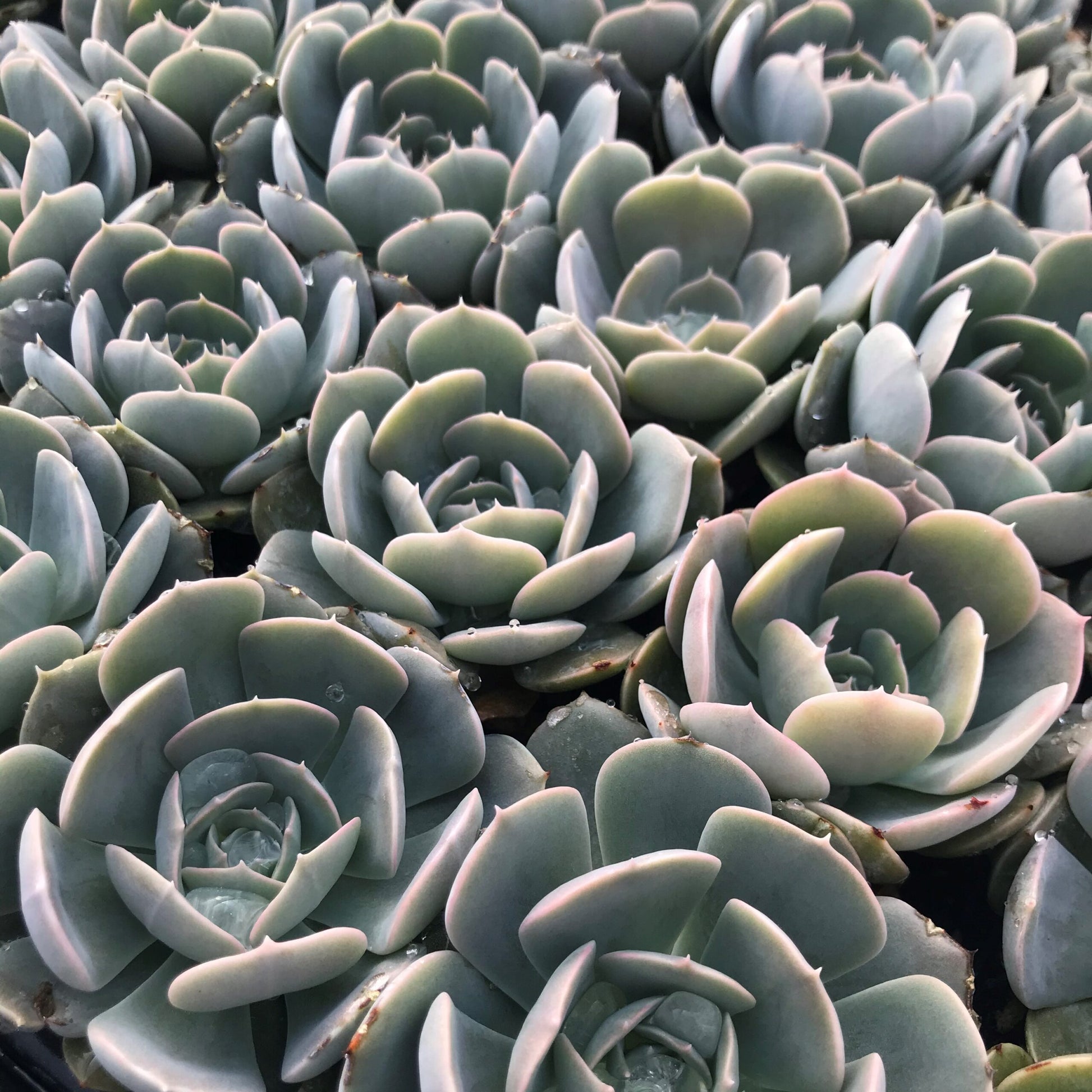 Echeveria Holy Gate pastel succulent
