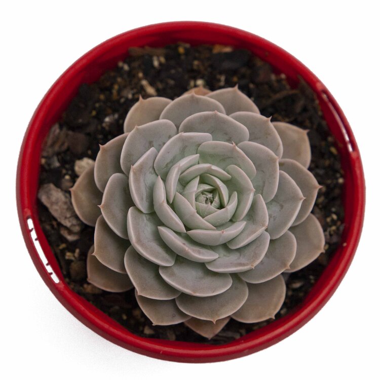 Echeveria Holy Gate pink lavender leaves