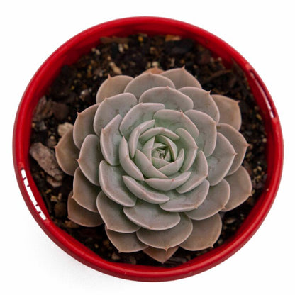Echeveria Holy Gate pink lavender leaves