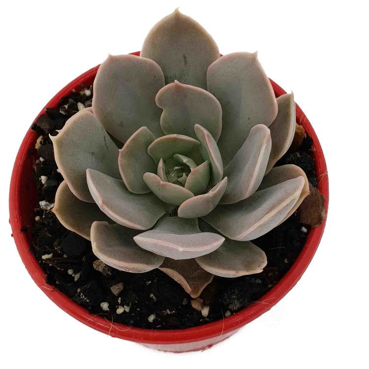 Echeveria Holy Gate compact rosette