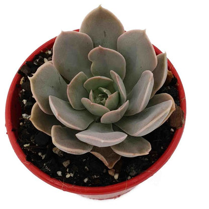 Echeveria Holy Gate compact rosette