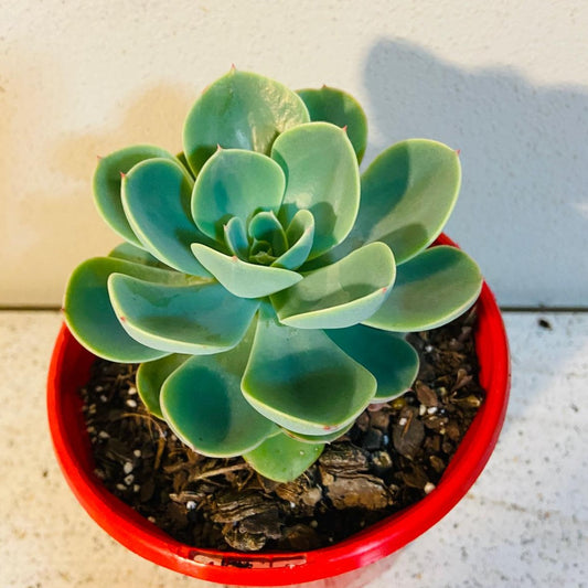 Echeveria Imbricata 130mm