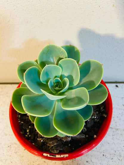 Echeveria Imbricata with pink and lavender tones on leaf edges