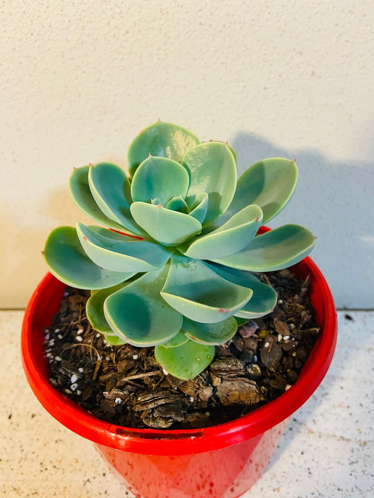 Echeveria Imbricata showing a compact symmetrical rosette shape