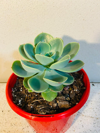 Echeveria Imbricata showing a compact symmetrical rosette shape