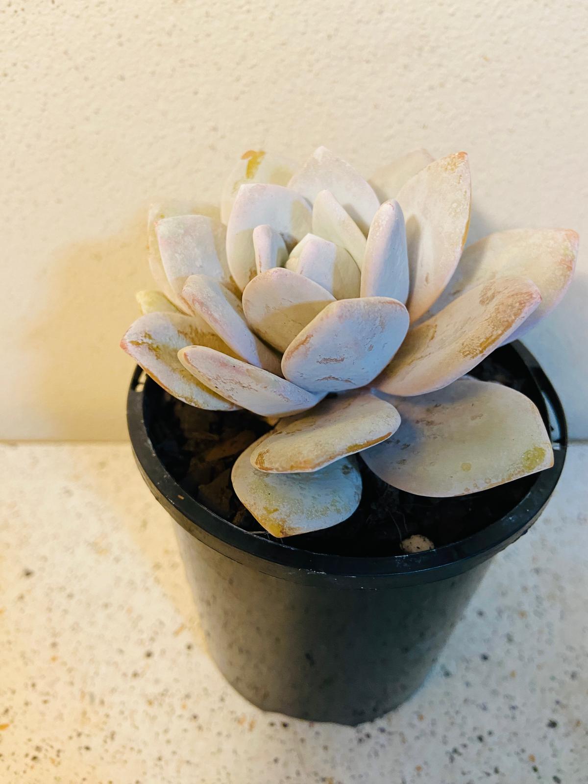 Close up view of Echeveria laui leaves covered with natural farina coating