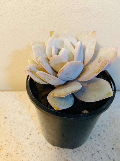 Close up view of Echeveria laui leaves covered with natural farina coating