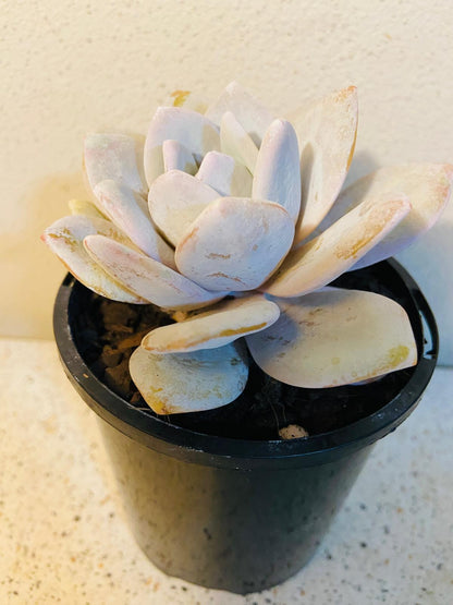 Echeveria laui succulent producing peach coloured flowers
