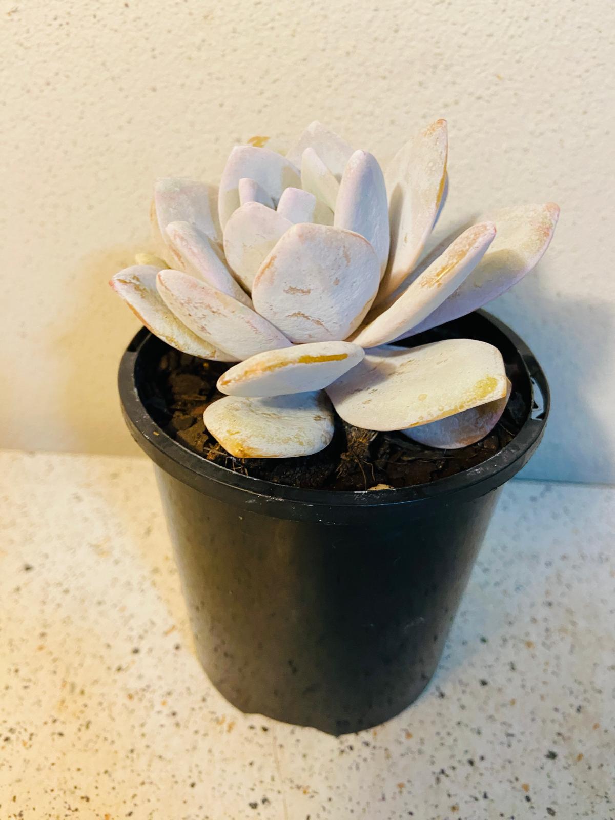 Echeveria laui powdery rosette succulent growing in a black pot