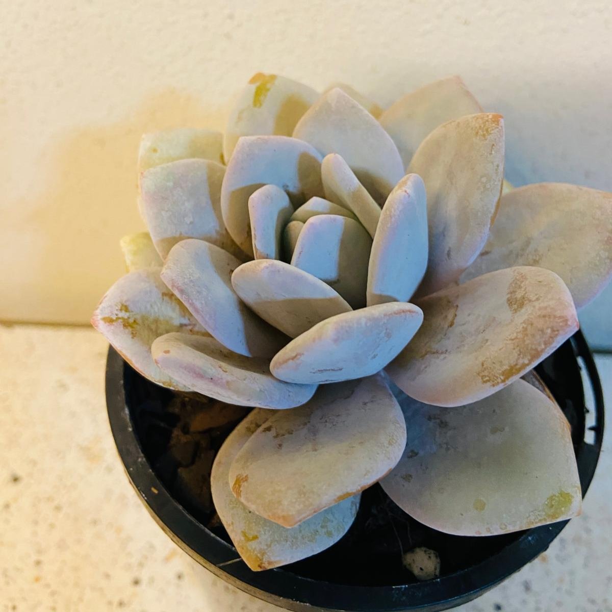Echeveria laui succulent with powdery blue-white rosette leaves