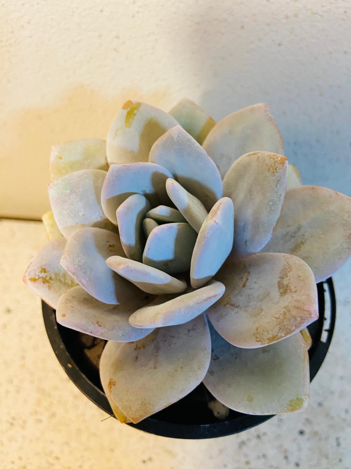 Rare Echeveria laui collector succulent plant with pastel foliage