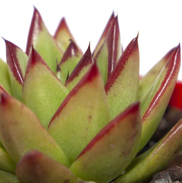Red-tipped green leaves of Echeveria agavoides Lipstick