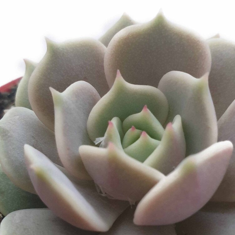 Echeveria Lola in an 80mm nursery pot