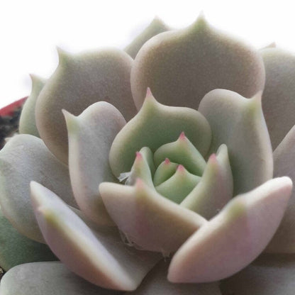 Echeveria Lola in an 80mm nursery pot