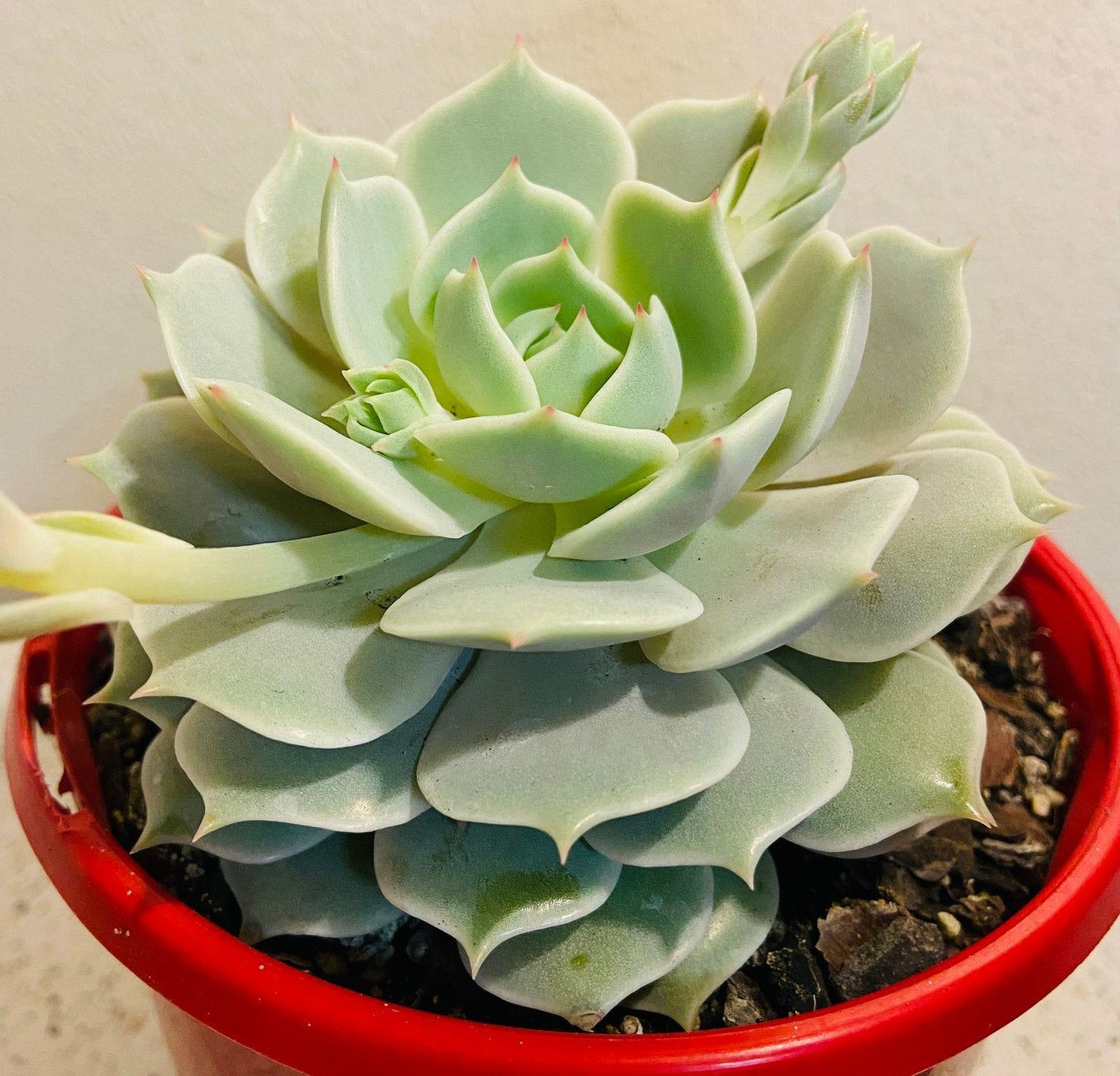 Lavender pink blue and silvery foliage