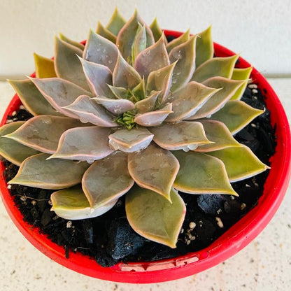 Echeveria Metal  130mm My Store