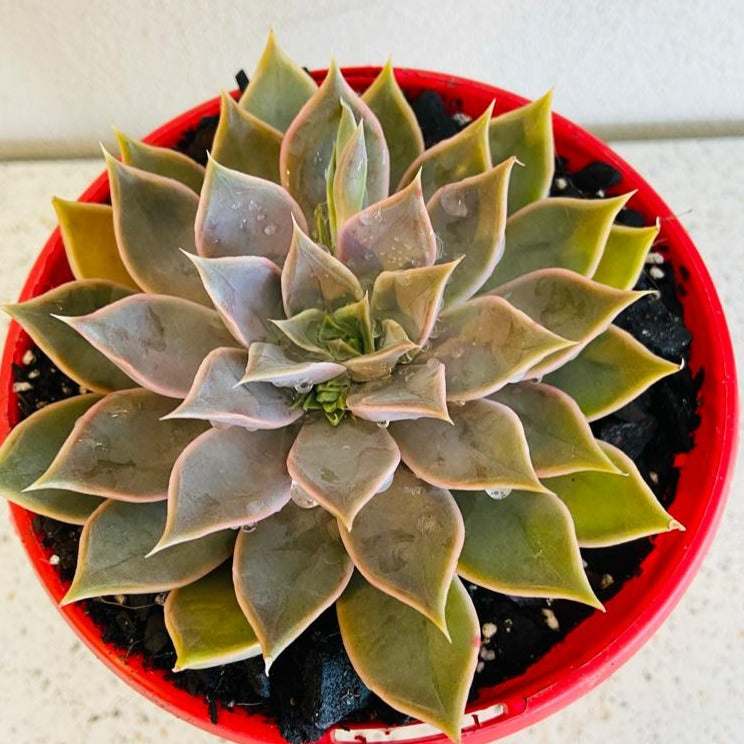 Echeveria Metal rosette succulent