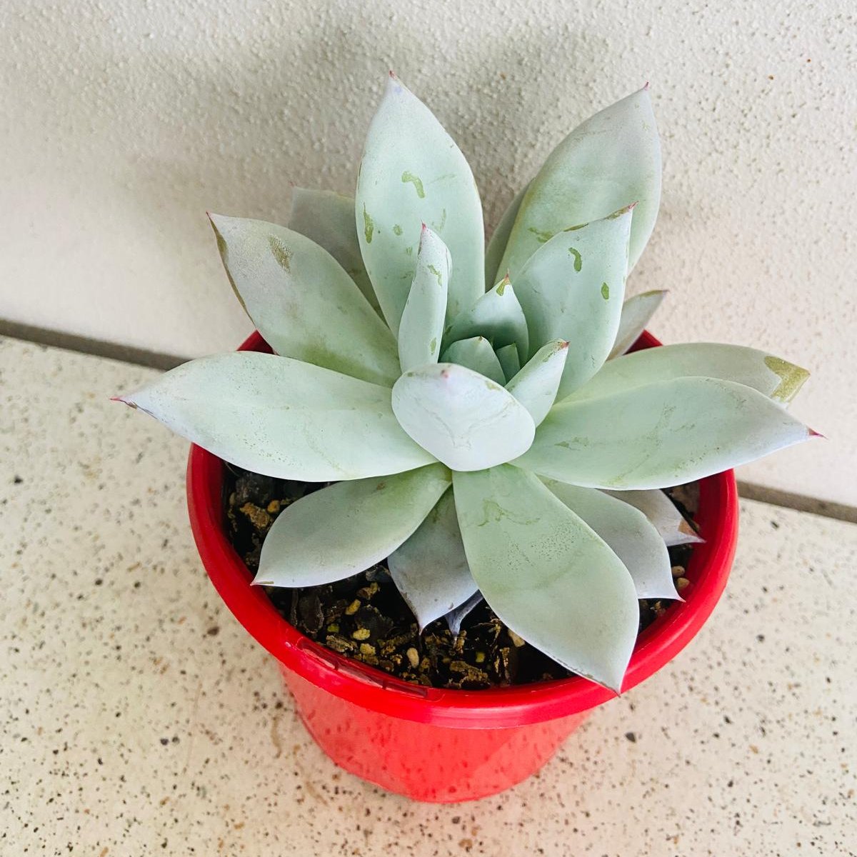 Echeveria Mexican Giant succulent in a 130mm nursery pot