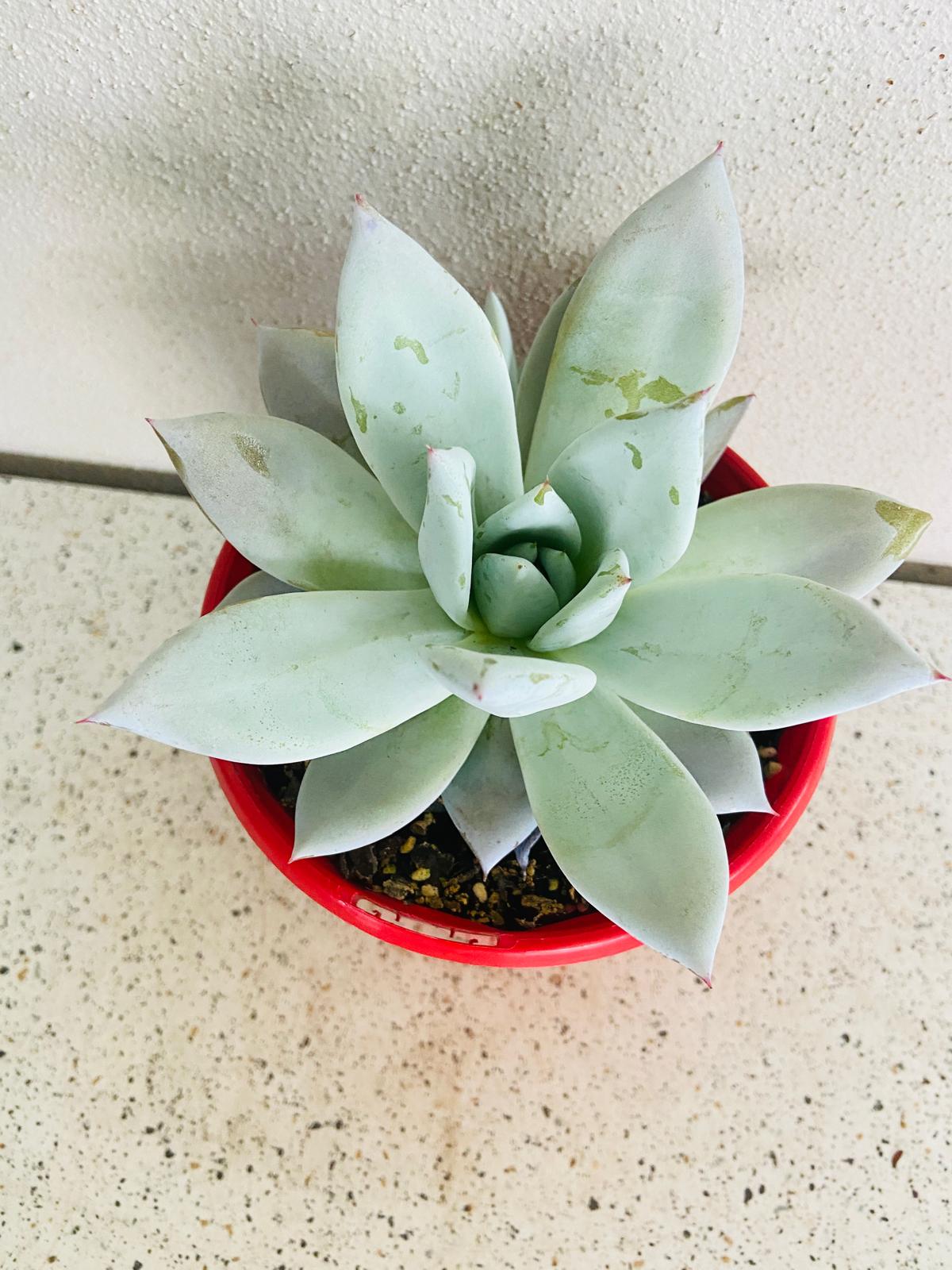 Close-up of broad powdery leaves on Echeveria Mexican Giant