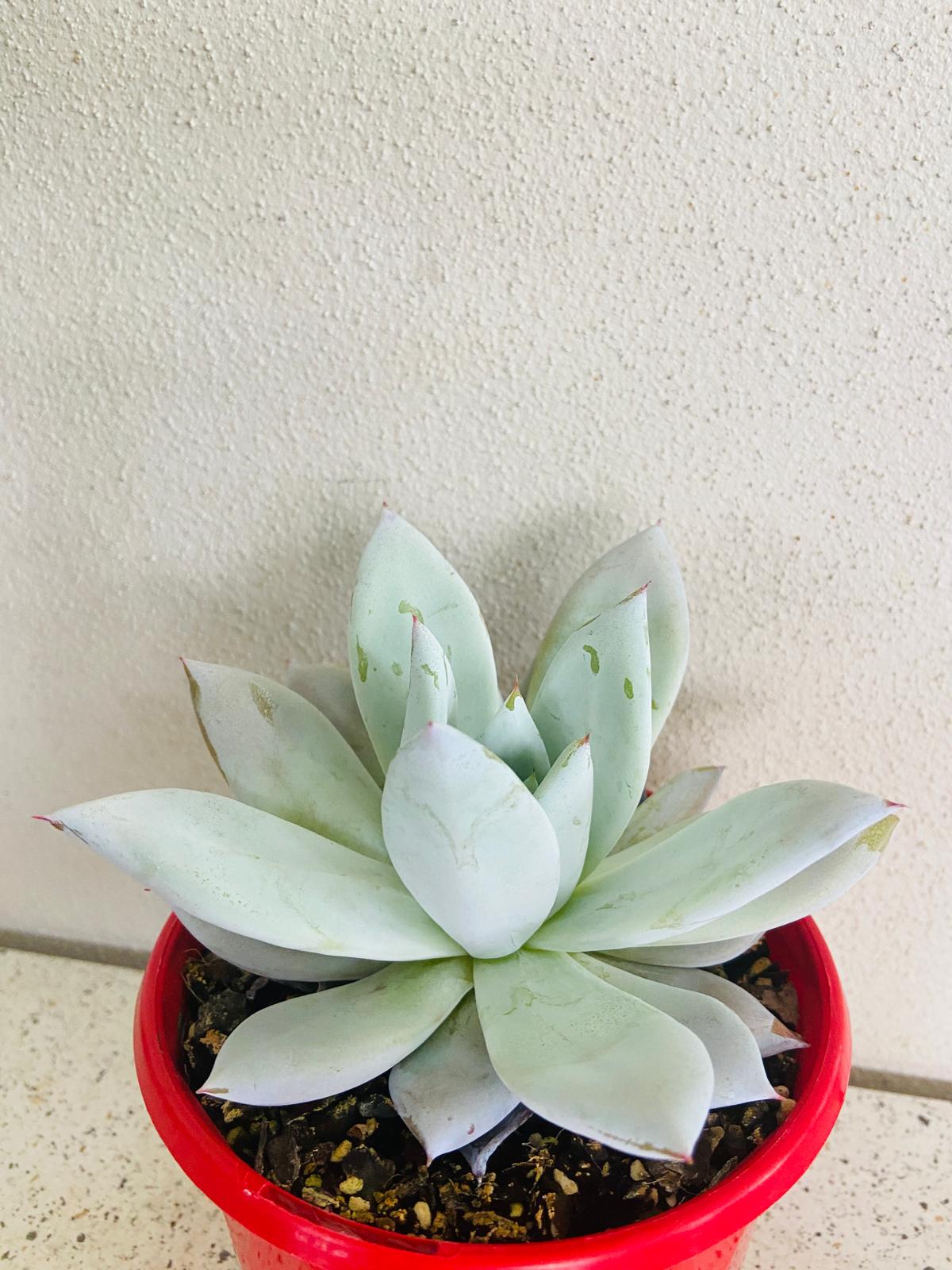 Large blue-green rosette of Echeveria Mexican Giant