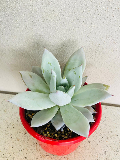 Echeveria Mexican Giant growing as a large feature succulent