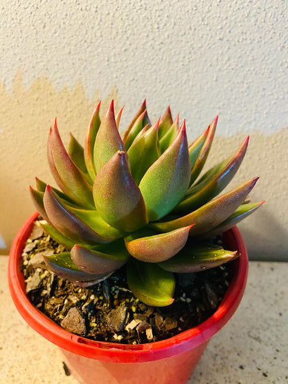 Echeveria Miranda 130mm plant for Australian succulent collections