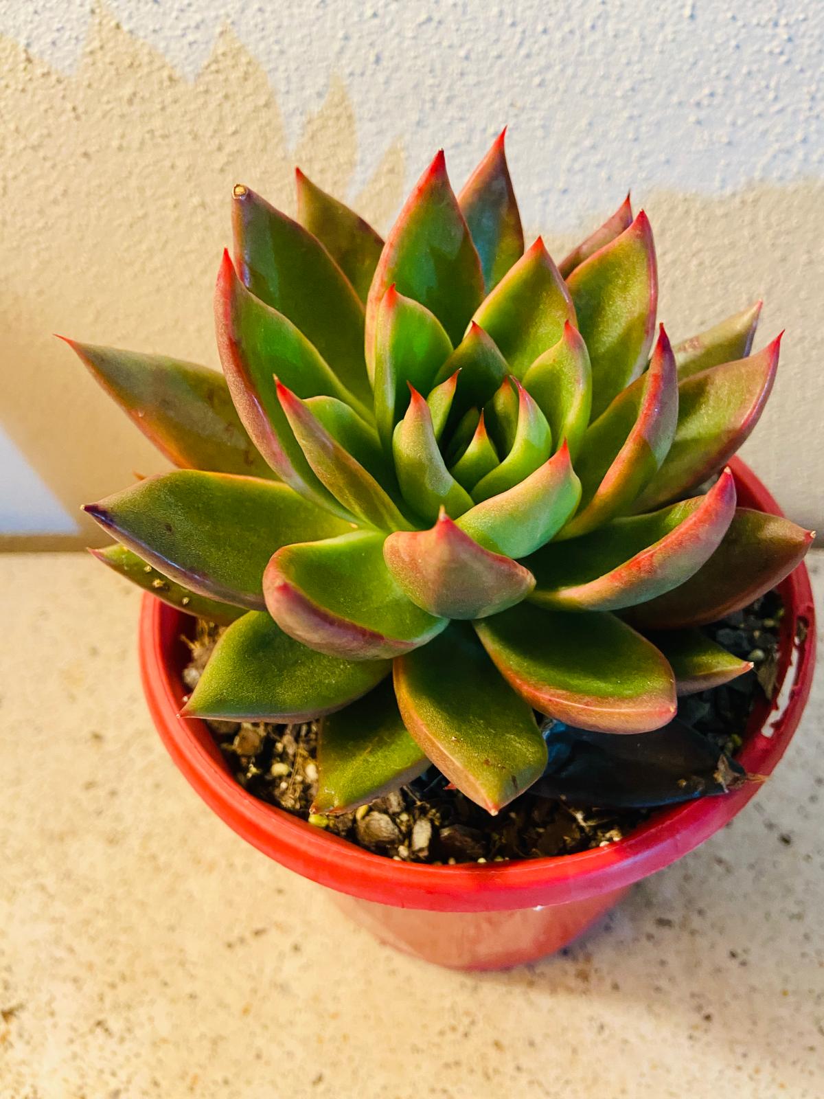 Echeveria Miranda 130mm succulent for patios balconies and bright indoor spaces