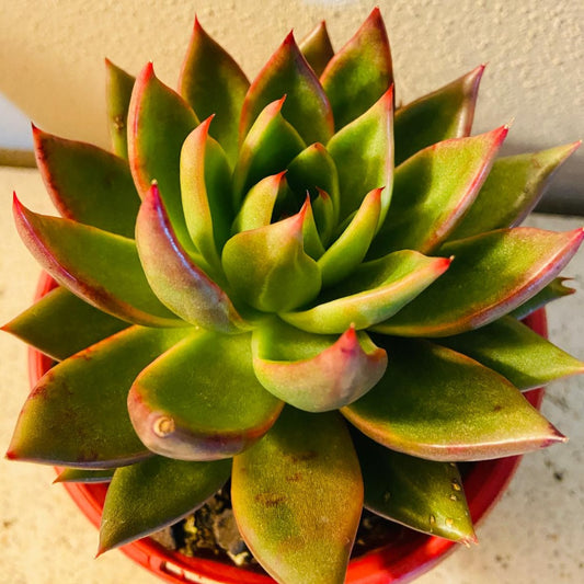 Echeveria Miranda 130mm succulent plant with soft pastel rosette leaves