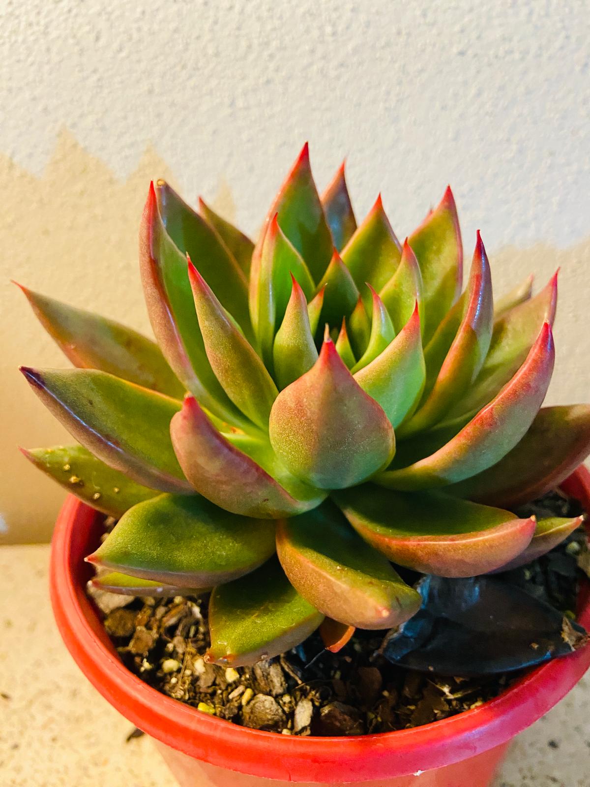 Echeveria Miranda rosette succulent with pale green pink and purple tones