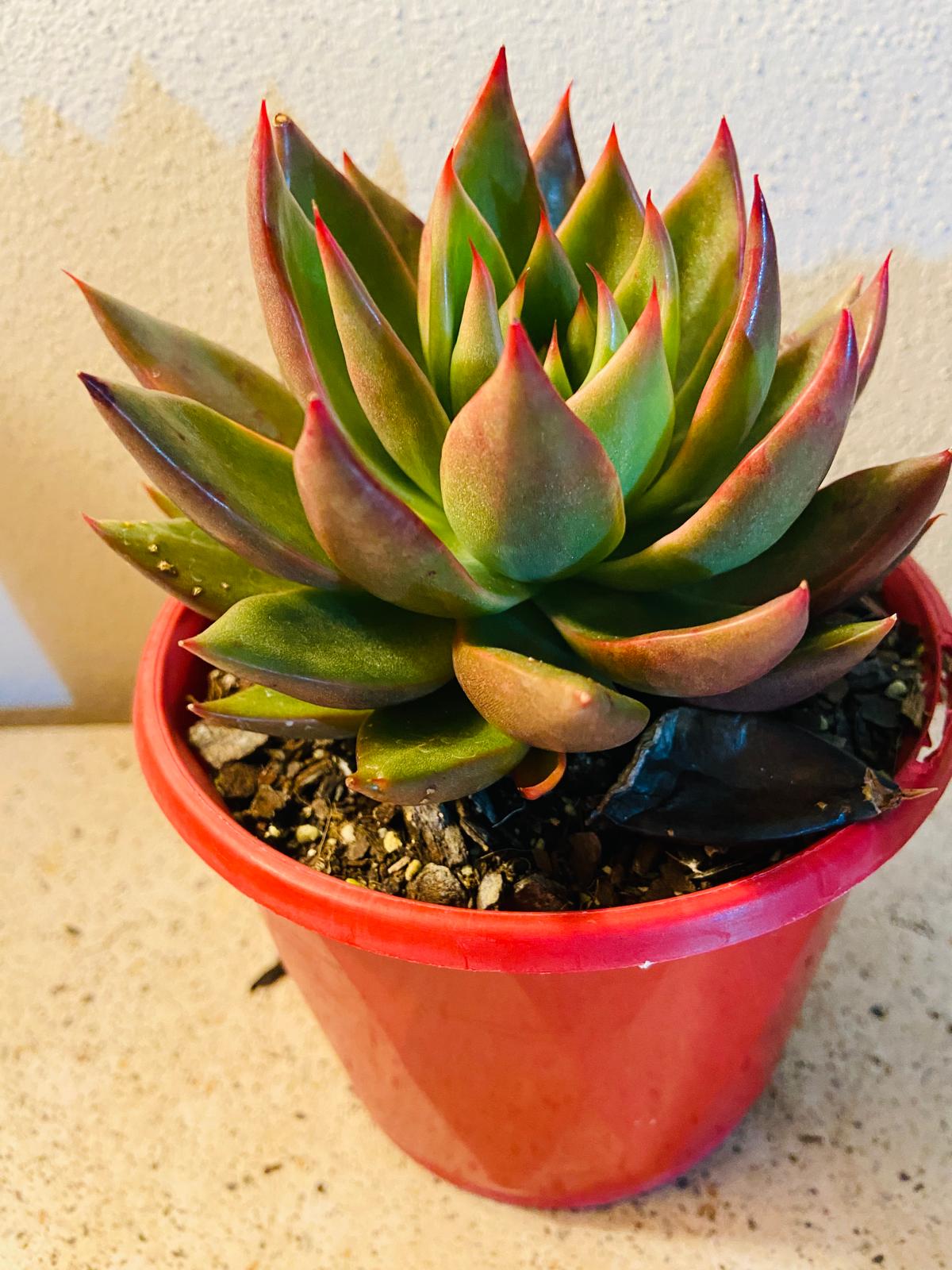 Echeveria Miranda succulent plant with smooth waxy leaves