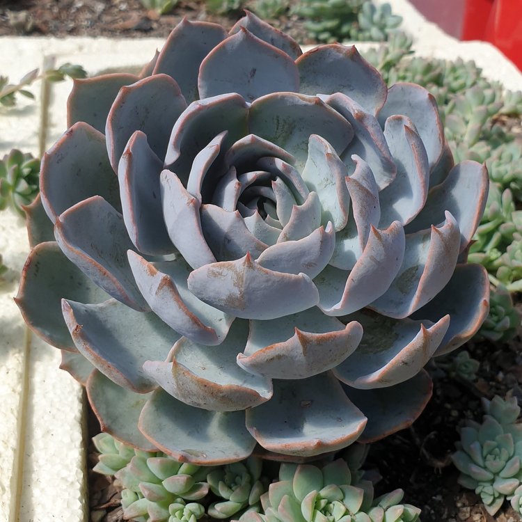 Echeveria Morning Beauty succulent in a 130mm nursery pot